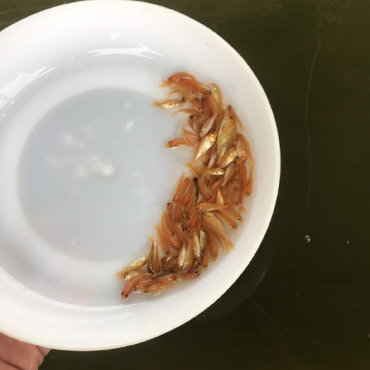 肇庆红鲤鱼苗 统货