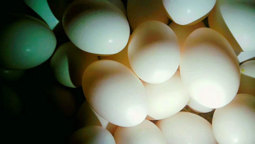 鸽子蛋 食用 箱装