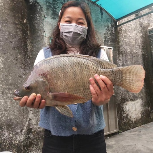 广州海南1号罗非鱼苗/新吉富罗非鱼苗/快大型/高活率/扩病力强…