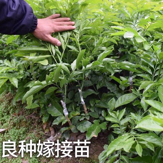 普宁市鸡心黄皮苗 黄皮果树苗正宗鸡心仁，果大成活率高，高度50cm地径0.5起