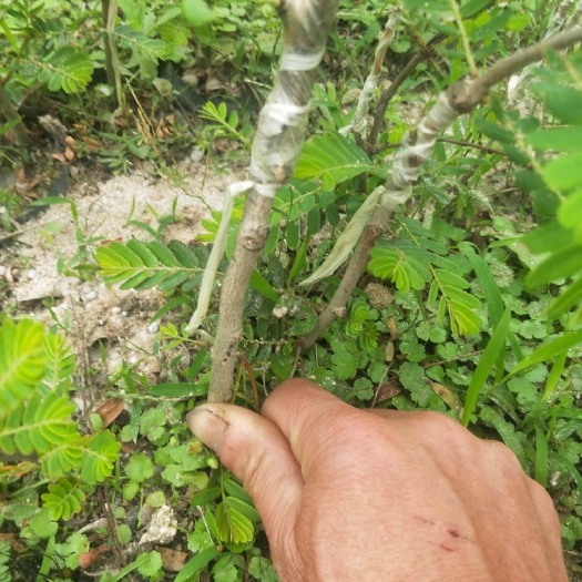 普宁市 余甘果苗，嫁接甜种余甘，脆甜无渣，果大水份多，30-70cm