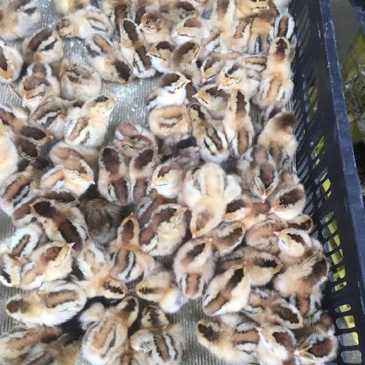 南宁 青脚土鸡苗
