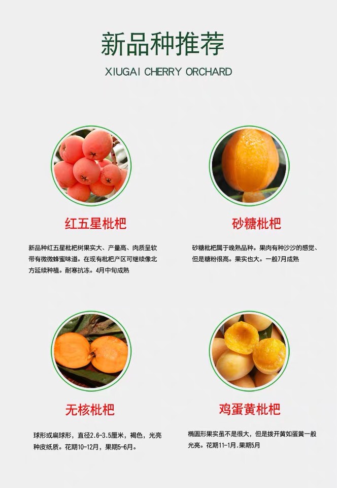  枇杷苗嫁接无核大五星枇杷树苗果树南方北方种植盆栽地栽当年结果