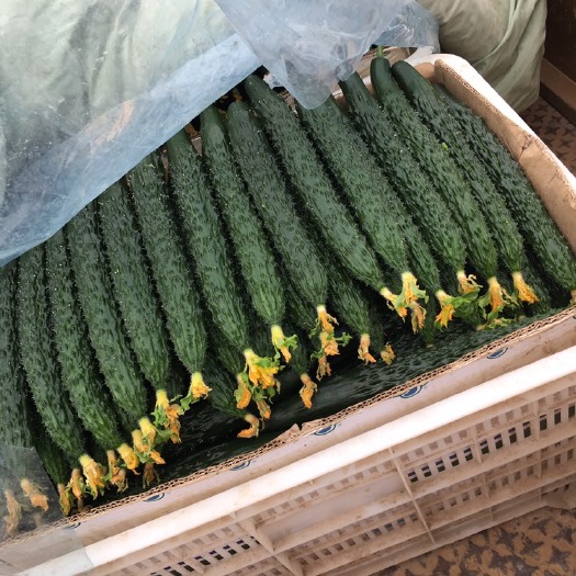 新绛县油亮密刺黄瓜 产地大量供应质量好