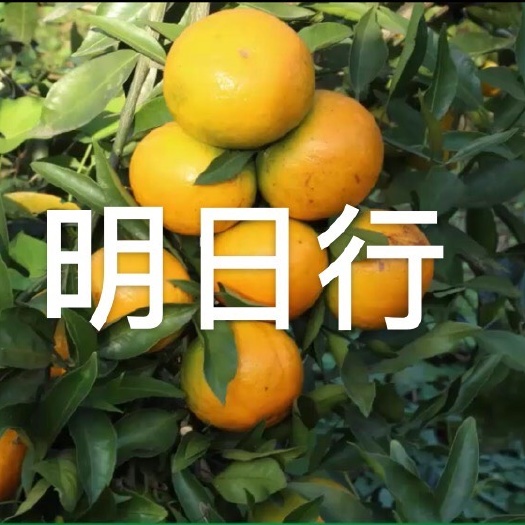 眉山柑桔枝条  明日行 新津60号 快递包邮 正品保障