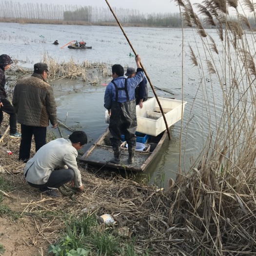 鱼台县小龙虾苗  山东省鱼台县龙虾养殖基地，常年出售优质龙虾苗