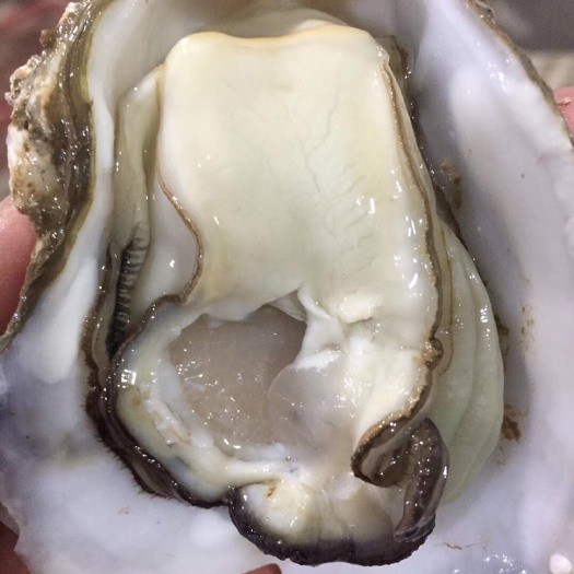 广州潮州生蚝  深海牡蛎生蚝商行（广东省内一件代发）