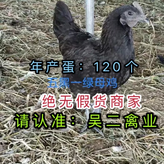 南宁 鸡苗 五黑一绿鸡包邮包路损，包技术指导包打疫苗【蛋鸡型】