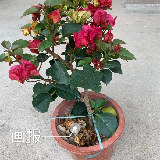 漳州 印度画报 百变皇后 福建三角梅 原盆原土发货支持物流