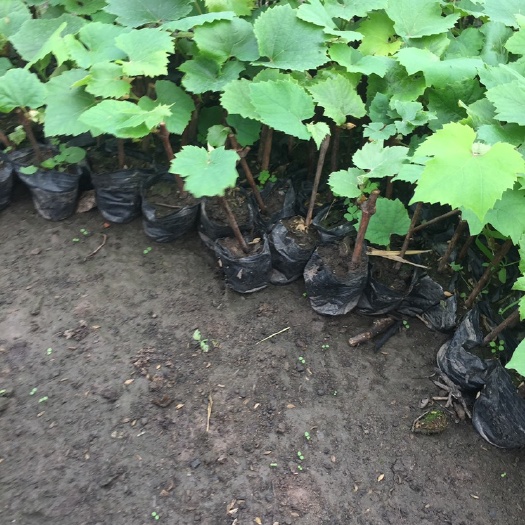 公主岭市贝达葡萄苗  各种葡萄苗