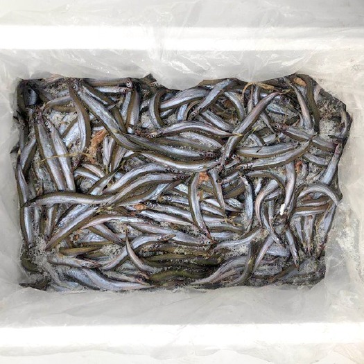 青岛蛋白质饲料 面条鱼、银鱼、银针、饲料鱼、加工鱼（样品）包邮空运