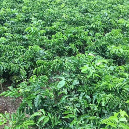 普宁市 黄皮果苗(实生苗)高度50cm起，地径0.5起