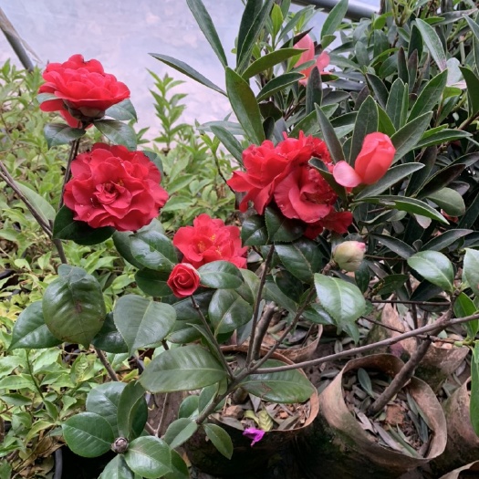 平邑县 茶花苗带花苞好养活 品种纯正 苗圃直销