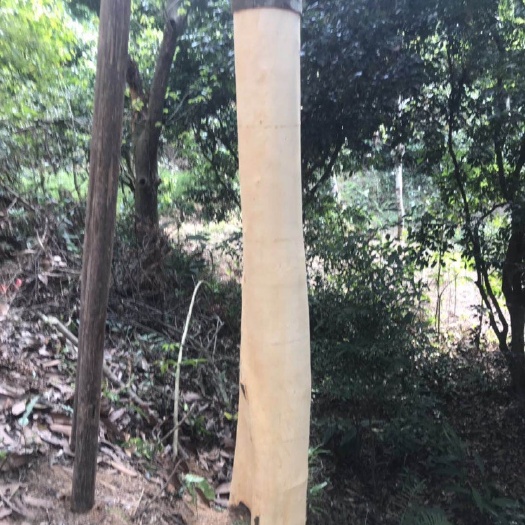 玉林油桂  精品一级老肉桂皮新鲜几十年老树低价出售香料调料干货
