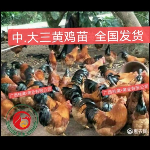 南宁 三黄鸡苗，大种，小种，出厂疫苗,成活率高，诚信经营