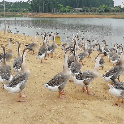 象州县 大白沙鹅