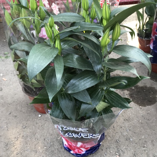 青州市百合花  香水百合