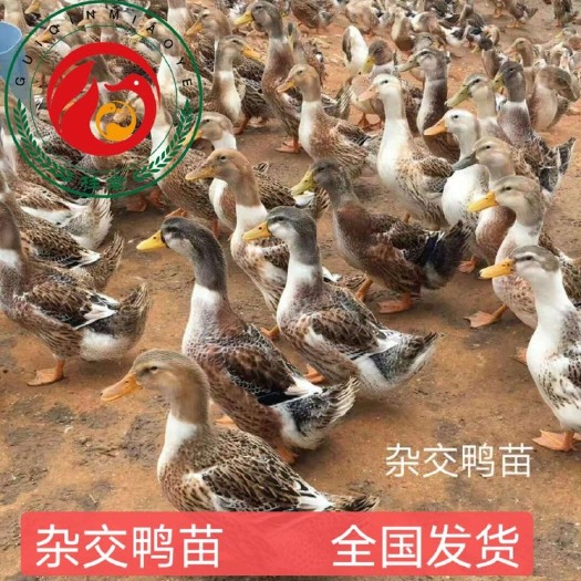 南宁杂交鸭苗 大种杂交鸭，质量保证，包打疫苗，