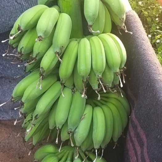 徐闻县小米蕉 九成熟