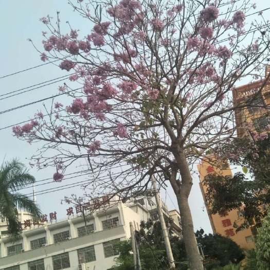 三亚 紫花风铃木种子
