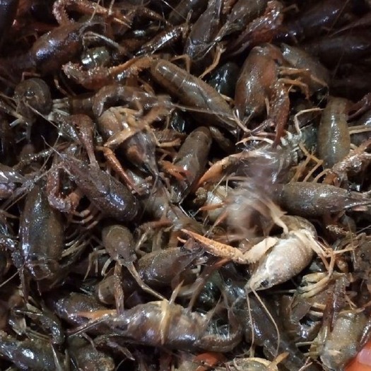 松滋市 湖北正宗小龙虾青虾
