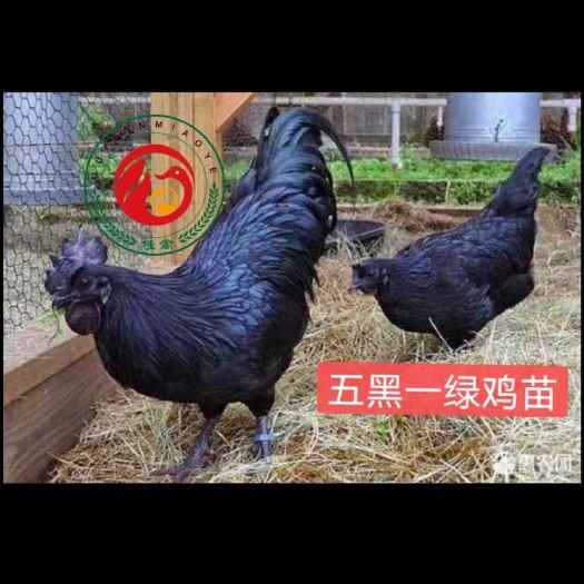 南宁 五黑鸡苗，专下绿壳蛋的，产蛋量高
