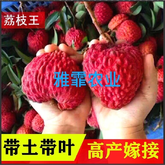 灵山县无核荔枝苗 嫁接树苗正品无核妃子笑桂味当年结果庭院盆栽灵山正品