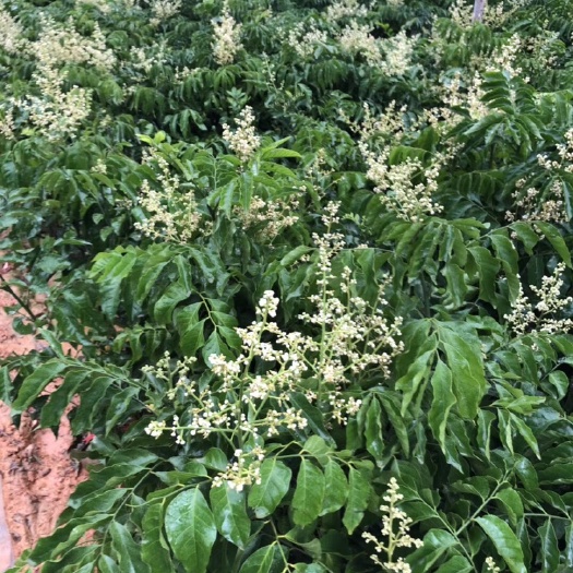 高州市鸡心黄皮苗 （茂北果苗）紫色黄皮苗