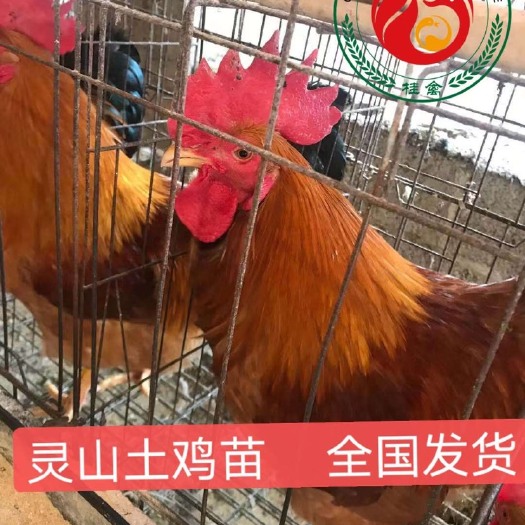 南宁灵山土鸡 灵山土1.5苗，母苗3.8斤左右，公苗6斤多，质量保证
