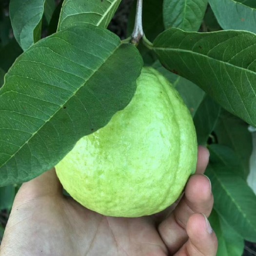 漳州番石榴 自家果园，大面积种植。低糖高钙，脆甜可口，老人小孩都爱吃。