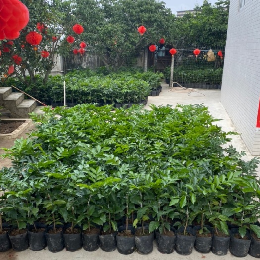 廉江市廉江风梢正宗贵妃黄皮果苗