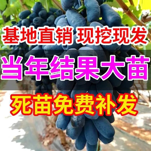 平邑县 蓝宝石葡萄苗、包成活、包质量、死苗免费补发