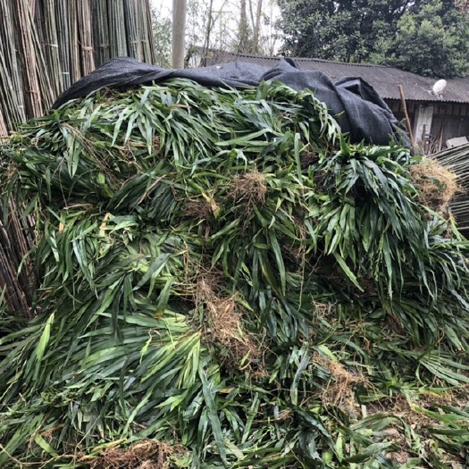 成都扁竹叶成都地区基地大量批发扁竹花 扁竹兰 鸢尾 扁竹根