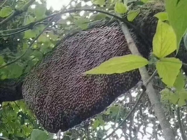 澄迈县土蜂蜜 具有润肺养胃的作用，含有丰富的糖类、蛋白质以及维生素等