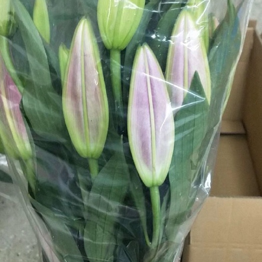 凌源市百合花套袋。小菊套袋。向日葵套袋。各种型号都有！