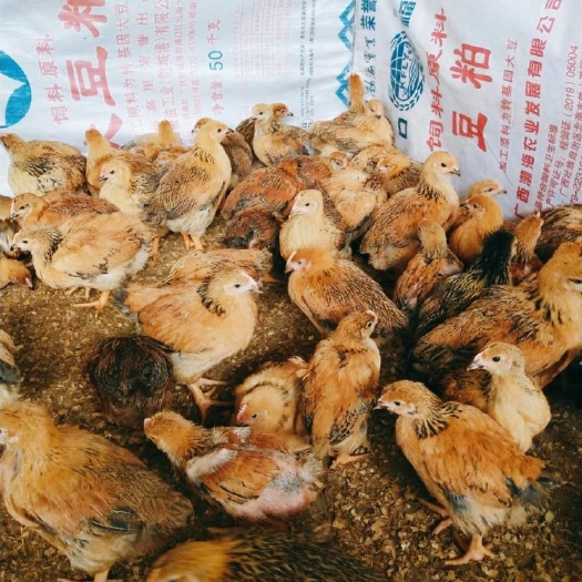 威宁县 大K9   882脱温鸡苗已经出栏！手慢无！