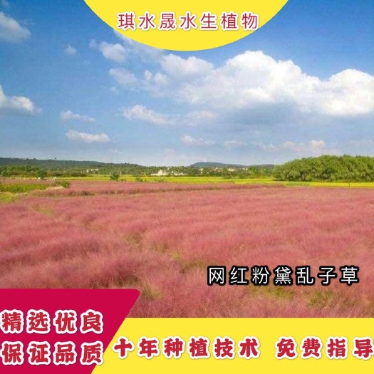 安新县 粉黛乱子草种子花种籽子四季种花种子庭院室外景观