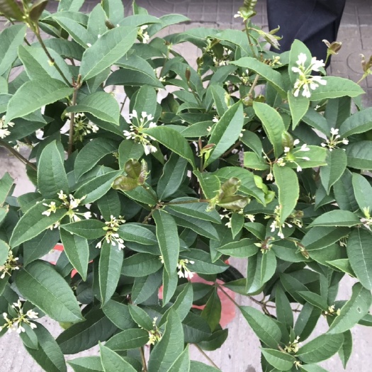 漳平市 桂花，四季桂一年四季都会开花的花期长，花开的是金黄色的十里飘