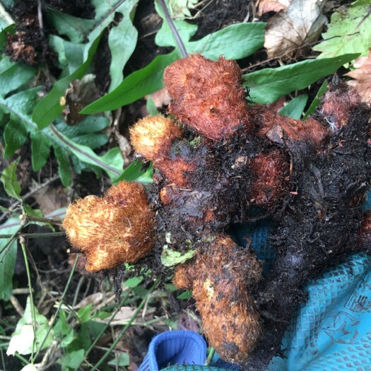 深山天然骨碎补，爬岩姜，猴子姜，可选货