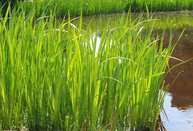 安新县 菖蒲苗厂家直销/黑龙江黄菖蒲厂家批发