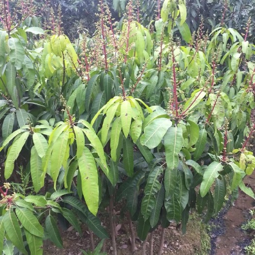 普宁市金煌芒果苗
