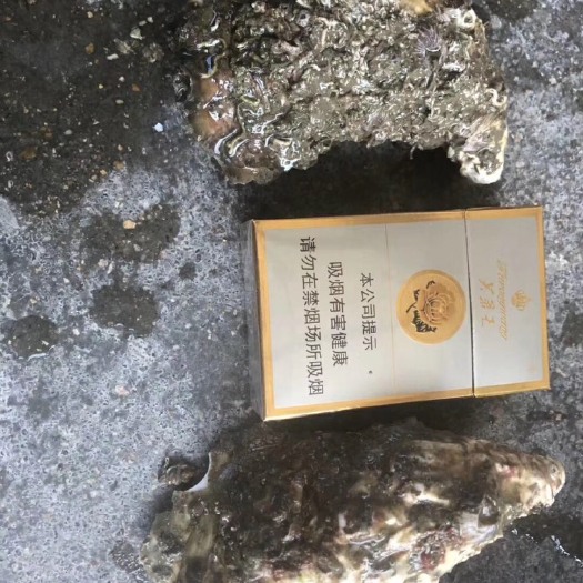 饶平县湛江牡蛎 【本地大蚝花】蚝花品种千千万万，唯有“三百门”港口的蚝花才深