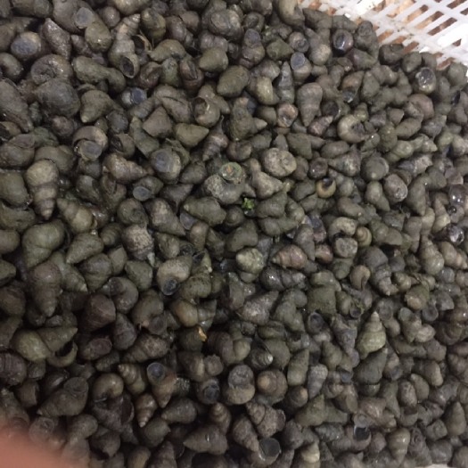 潜江市石螺 靓货