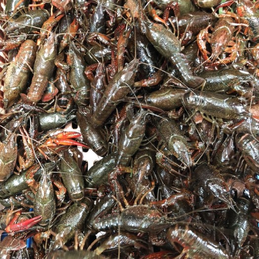 武汉清水小龙虾 4-6钱 湖虾