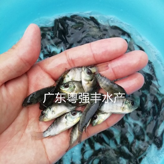 广州优质罗非鱼苗出售 淡水非洲鲫鱼苗供应