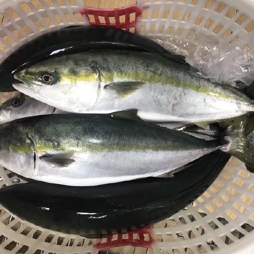 广州章鱼 日本油甘 刺身活油甘鱼