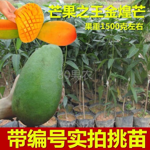 灵山县金煌芒果苗
