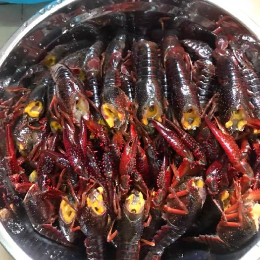 南京 鲜活小龙虾 5斤 7-8-9 顺丰包邮 鲜活到家 干净饱满
