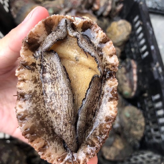 漳浦县鲍鱼 海味之冠