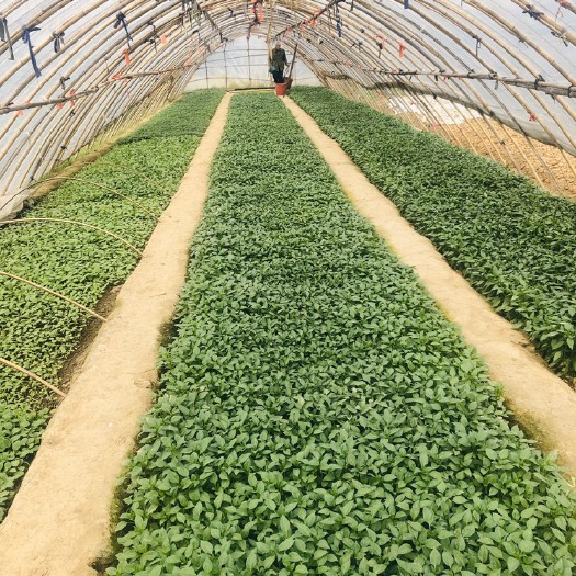 肥西县 蔬菜秧苗：出售辣椒苗，茄子苗，西红柿苗，甘蔗苗，黄瓜苗等